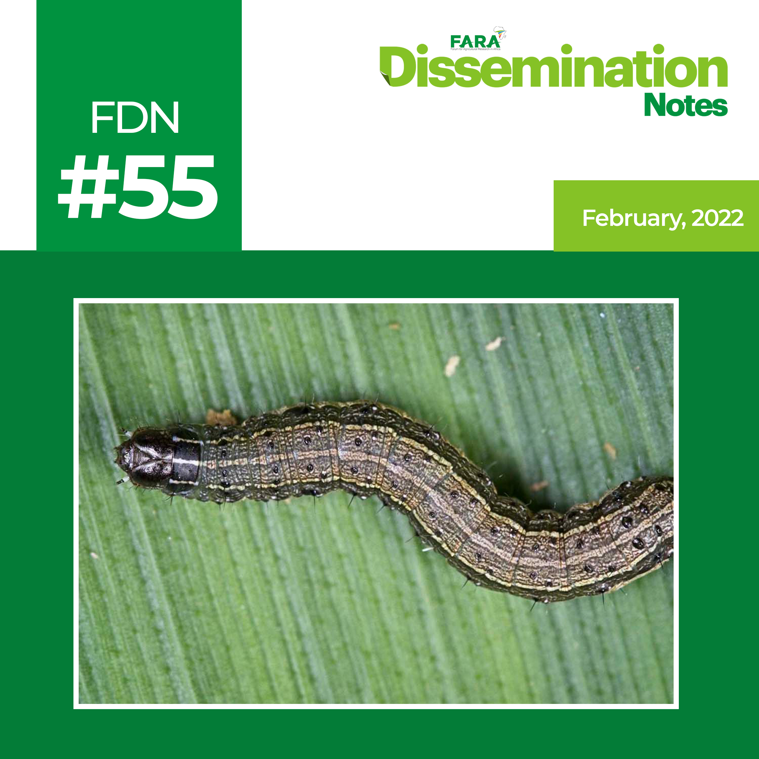 Fall Armyworm Management: General  Principles & Scouting