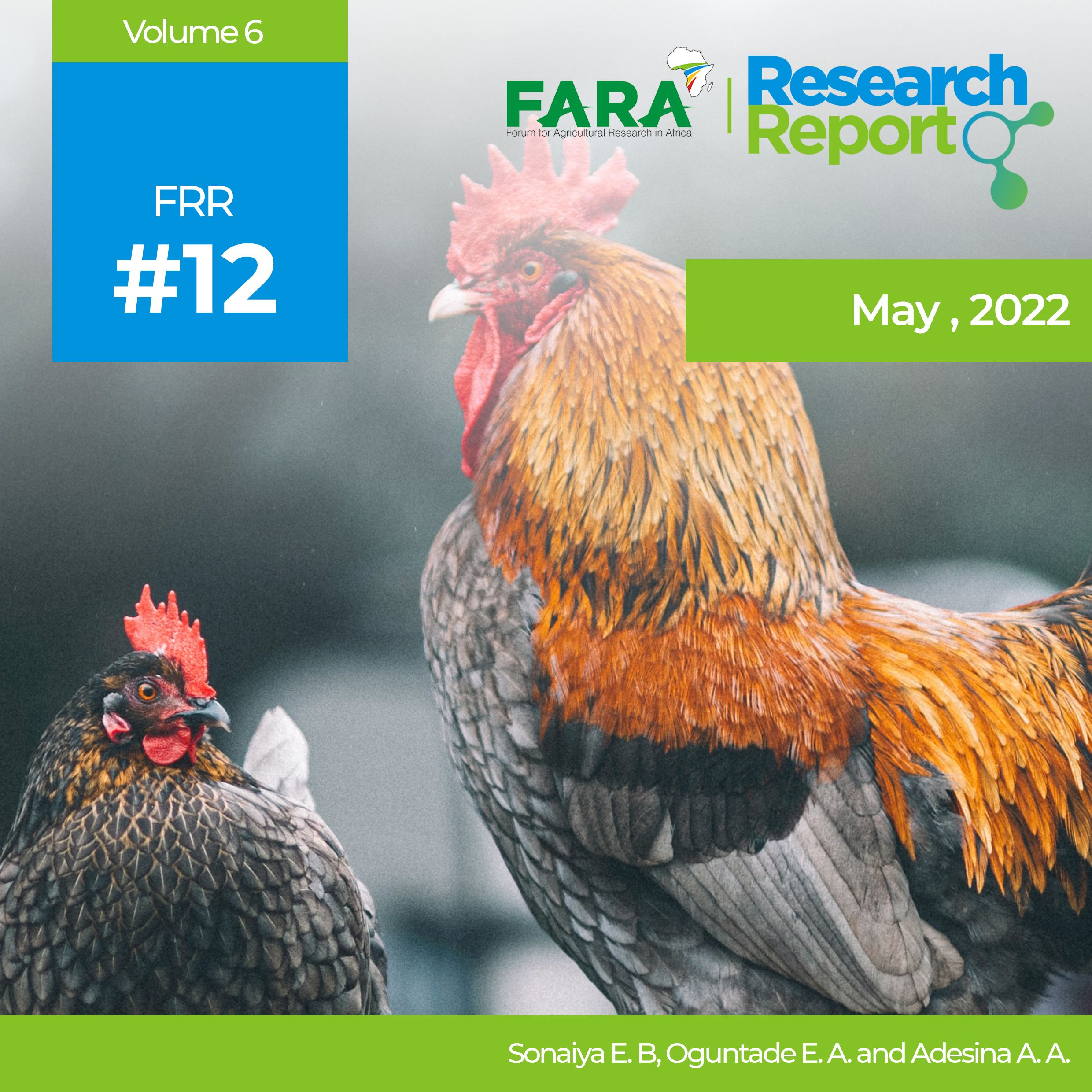 Commercial Poultry Success  Stories in Nigeria: Drivers, Challenges, and Lessons